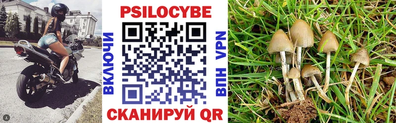 Псилоцибиновые грибы Cubensis  Нолинск 
